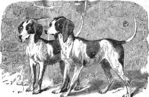 AMERICAN BEAGLES