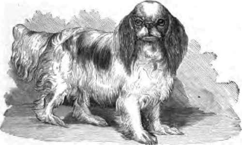 BLENHEIM SPANIEL.