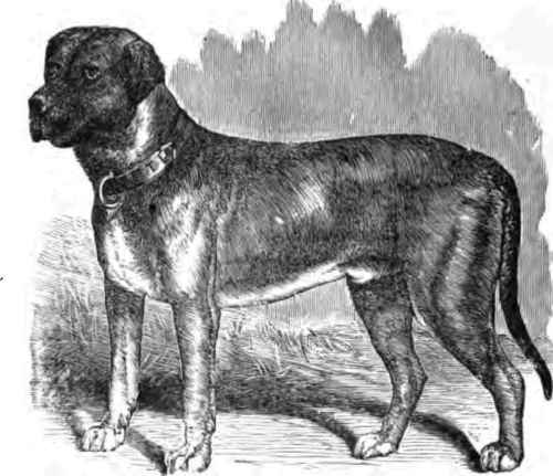 ENGLISH MASTIFF, GOVERNOR.