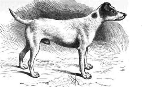 FOX TERRIER.