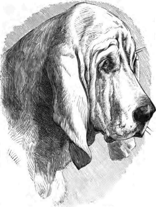 HEAD OF BLOODHOUND.