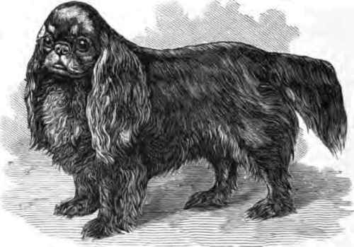 KING CHARLES SPANIEL, YOUNG JUMBO.