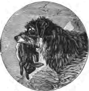 Other Wild Dogs 11