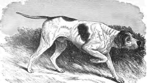 POINTER, DRAKE. See page 90.