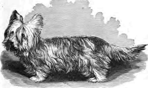 SKYE TERRIER.