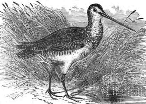 SNIPE.