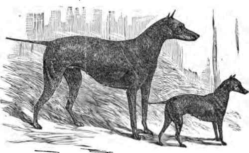TOY TERRIER BELLE, AND BLACK AND TAN QUEEN HI.