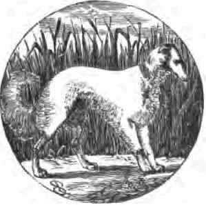 The Persian Greyhound 18