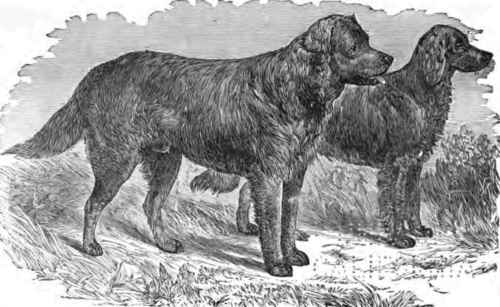 WAVY COATED RETRIEVER8. PARIS AND MELODY