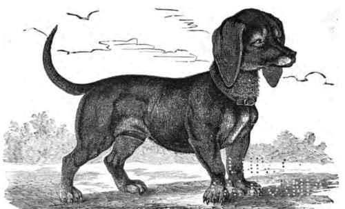 dachshund. See page 9.
