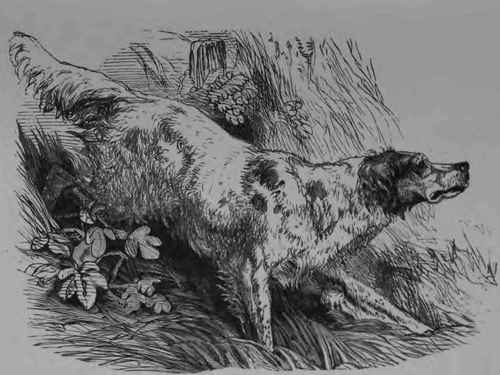 The English Setter.