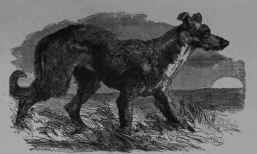 The Lurcher.