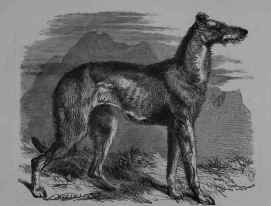 The Scotch Greyhound.