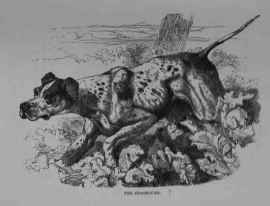 The Staghound, (Canis familiaris.)