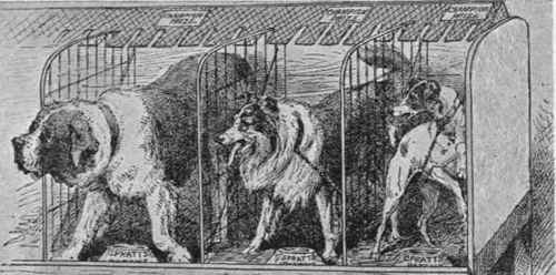 DOG SHOWS AS THEY ARE NOW.
