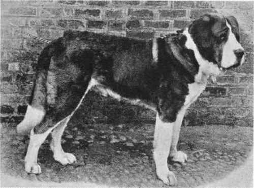 DR. GEORGE INMAN'S ST. BERNARD CHAMPION KENILWORTH II.