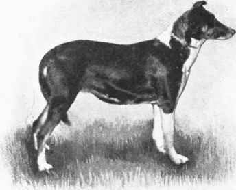 LADY ALEXANDER'S (OF BALLOCHMYLE) SMOOTH COLLIE CHAMPION IRTHLINGBOROUGH VILLAGE. LASS.