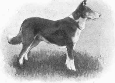 LADY ALEXANDER'S (OF BALLOCHMYLE) SMOOTH COLLIE MOUNTAIN BOY.