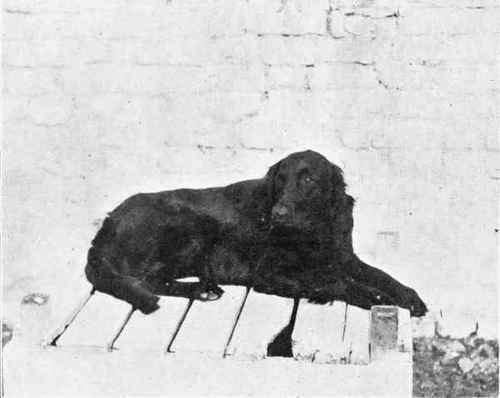 LIEUT. COLONEL LEGH'S FLAT COATED RETRIEVER PIRATE.