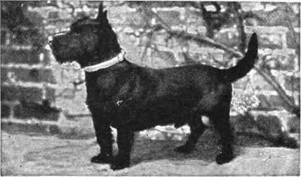 MR. C. H. WOOD'S SCOTTISH TERRIER CHAMPION BALMACRON THISTLE.