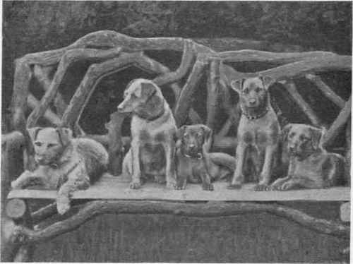 MR. C. J. BARNETT'S IRISH TERRIERS BOGIE RATTLER BIDDY III. BENEDICT CHAMPION BRONZE BACHELOR.