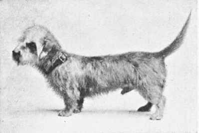 MR. G. F. HEMPSON'S DANDIE DINMONT TERRIER ASTRAL RIP.