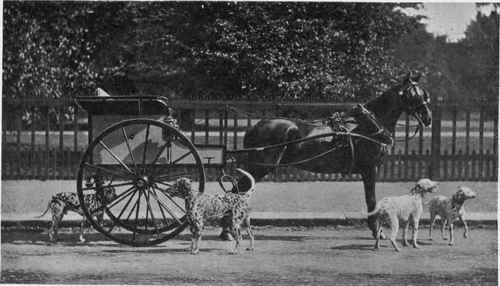 MR. G. R. SIMS'S PONY TRAP AND DALMATIANS.