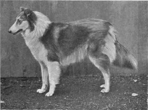 MR. JOHN POWERS'S COLLIE BARWELL CONSTANCE.