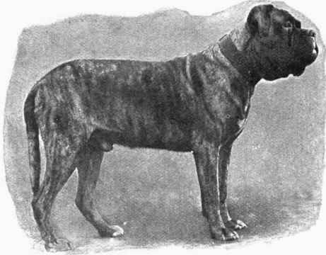 MR. LEADBETTER'S MASTIFF CHAMPION MARKSMAN.