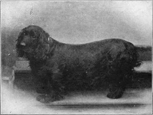 MR. MOSES WOOLLAND'S BLACK FIELD SPANIEL CHAMPION BRIDFORD BRILLIANT.