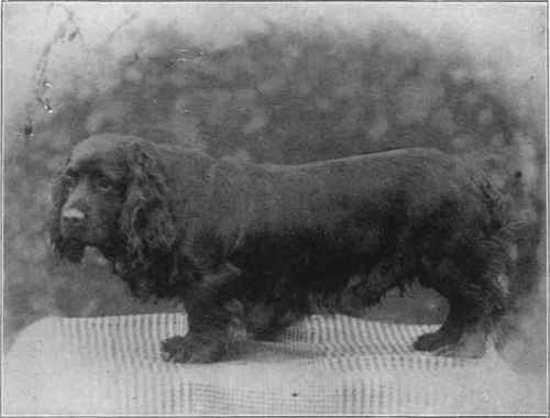 MR. MOSES WOOLLAND'S SUSSEX SPANIEL CHAMPION BRIDFORD GIDDIE.