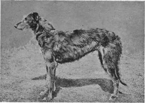 MR. ROBERT HOOD WRIGHT'S DEER HOUND CHAMPION SELWOOD D'HOURAN.