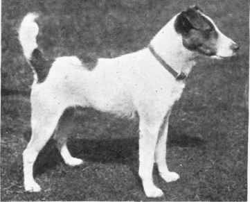 MR. ROBERT VICARY'S FOX TERRIER VALUATOR.