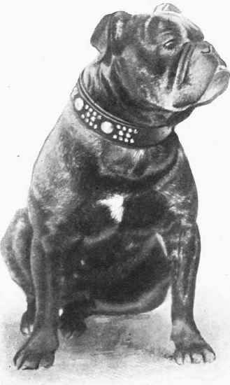 MR. W. HUGH BERNERS'S BULL DOG CORSHAM BOGIE.
