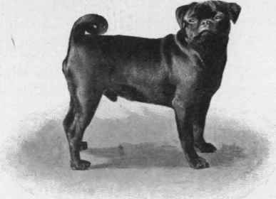 MRS. BRIGHAM'S BLACK PUG JACK VALENTINE.