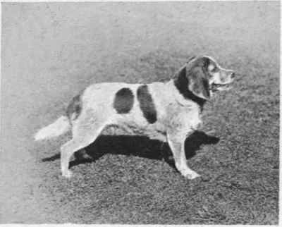 MRS. OUGHTON GILES'S POCKET BEAGLE DOT 96.