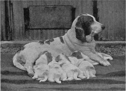 MRS. TOTTIE'S BASSET HOUND GRAVITY, AND LITTER.