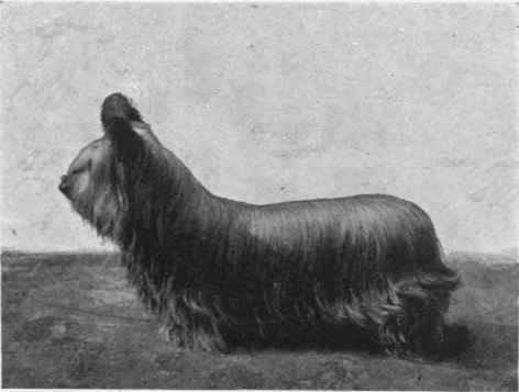 SIR CLAUD ALEXANDER'S SKYE BALLOCHMYLE BROTHER BEAUTIFUL.