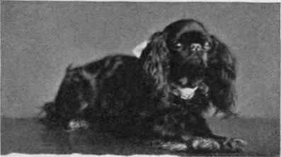 THE HON. ETHEL LOPES'S KING CHARLES SPANIEL PRINCESS Z1SKA.