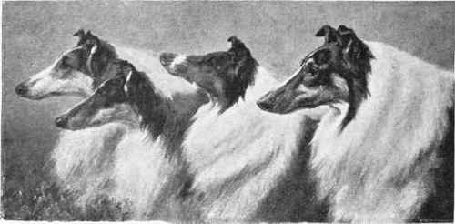 THE PRINCESS DE MONTGLYON'S COLLIES.