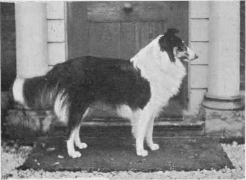 THE PRINCESS DE MONTGLYON'S ROUGH COATED COLLIE CHAMPION BARWELL MASTERPIECE.