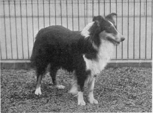 THE PRINCESS DE MONTGLYON'S ROUGH COATED COLLIE CHAMPION OF CHAMPIONS OLD HALL BEATRICE.