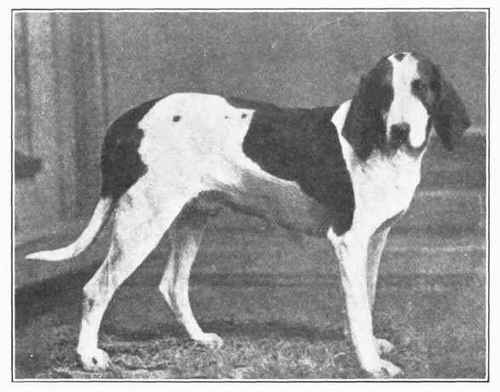 American Foxhound.