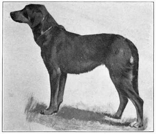Austrian Hound.