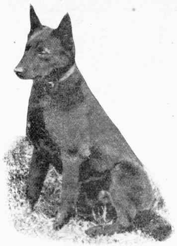 Barb, The Australian Sheep Dog, The Kelpie.