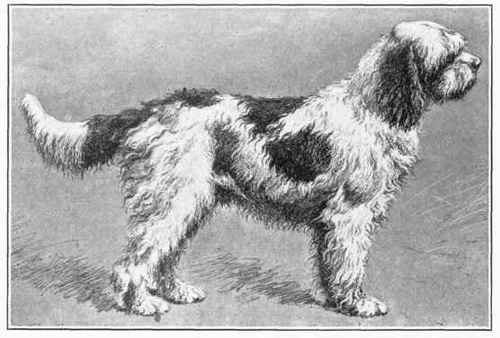 Barbet.
