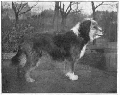 Bearded Collie.