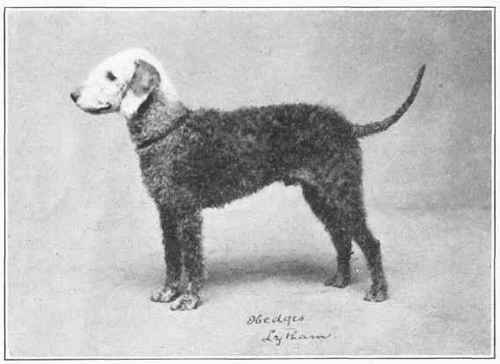 Bedlington Terrier.