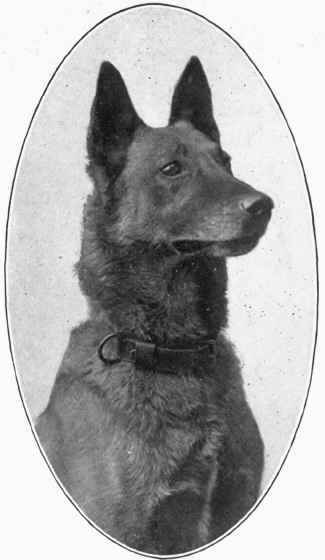 Belgian Sheepdog.