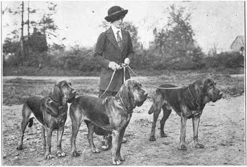 Bloodhound.
